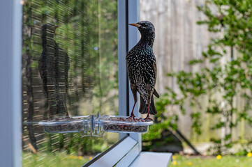 Starling perched on window bird feeder with reflection