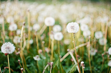 Fototapeta na wymiar Delicate and light dandelion flowers outdoors