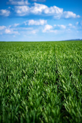 rich green young wheat in early spring