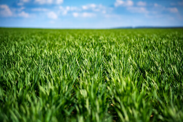 rich green young wheat in early spring