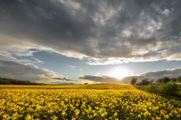Panoramic view on agricultural rapeseed field with blooming yellow canola flowers and perfect golden hour sunset light.  Harvest concept.