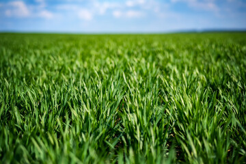Obraz premium rich green young wheat in early spring