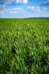 rich green young wheat in early spring