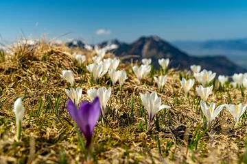Foto auf Acrylglas ein violetter Krokus unter vielen weissen auf der Weissenfluhalpe, weisse Krokusse blühen, sobald der Schnee geschmolzen war. Im Hintergrund sind Berge. © Dieter