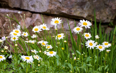 Wild growing daisies (bellis perennis) by an old stone wall © Karen Hogan