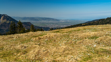 In den Alpen von Vorarlberg. Krokusfeld auf der Weissenfluhalpe, weisse Krokusse blühen, sobald der Schnee geschmolzen war. Rheintal und Bodensee, Alps of Vorarlberg. Crocus field white crocuses