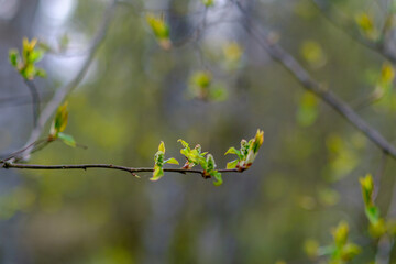 small tree branches in spring on neutral blur background