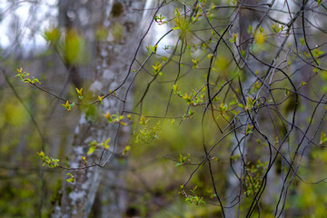 small tree branches in spring on neutral blur background