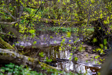 small tree branches in spring on neutral blur background