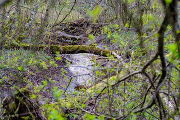 small tree branches in spring on neutral blur background