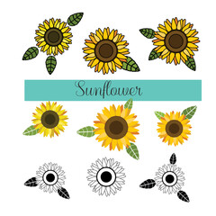 Sunflower and leaf flat design, color with outline, black and white, sketch outline, vector illustration, sunflower set.