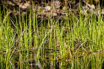 green summer meadow abstract texture with flowers