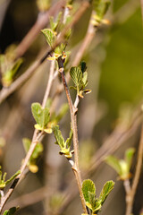 small tree branches in spring on neutral blur background
