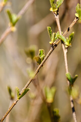 small tree branches in spring on neutral blur background