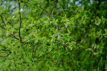 Fototapeta na wymiar small tree branches in spring on neutral blur background