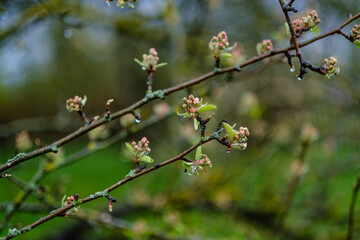 small tree branches in spring on neutral blur background