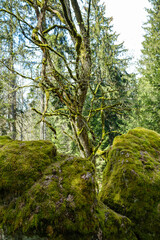 Fototapeta na wymiar large stones in wild forest with moss
