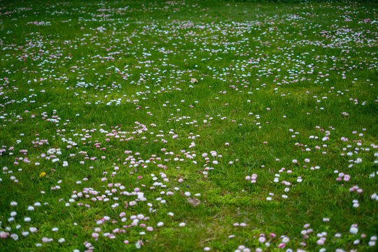 green summer meadow abstract texture with flowers