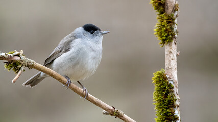 bird, natur, wild lebende tiere, ast, tier, wild, baum, singvogel, schnabel