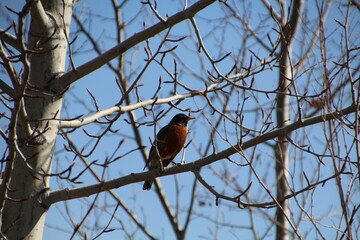Robin In The Tree, Pylypow Wetlands, Edmonton, Alberta