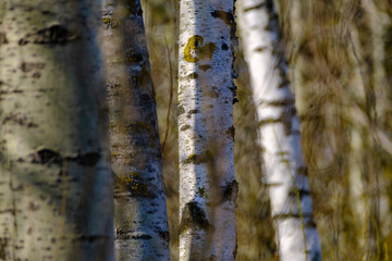 tree trunk textured background in spring forest