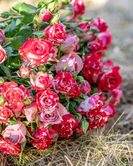 pink and white rose flowers on a natural background
