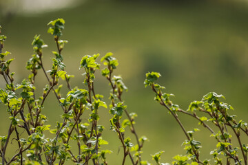 small tree branches in spring on neutral blur background