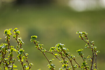 small tree branches in spring on neutral blur background