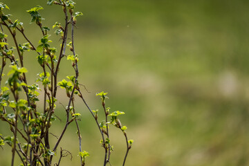 small tree branches in spring on neutral blur background