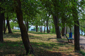 Fototapeta premium Shady alley in a park near the sea