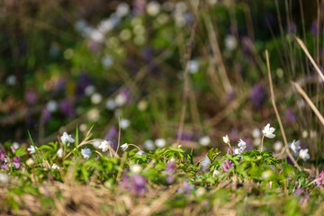 white small spring flowers closeup on green meadow