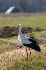 white stork feeding in the field and gathering branches