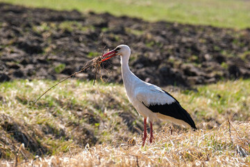 white stork feeding in the field and gathering branches