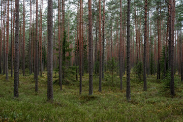 tree trunk textured background in spring forest