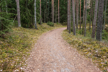 beautiful gravel road footpath in the spring forest