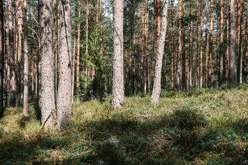 tree trunk textured background in spring forest