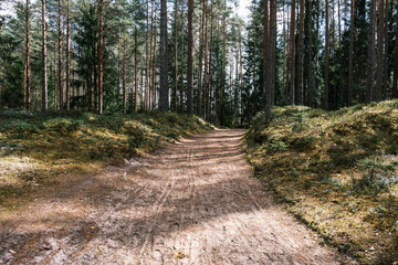 beautiful gravel road footpath in the spring forest