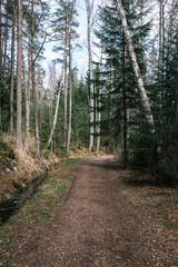 Fototapeta na wymiar beautiful gravel road footpath in the spring forest