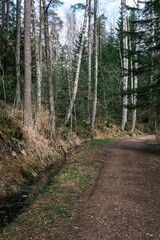 Fototapeta na wymiar beautiful gravel road footpath in the spring forest