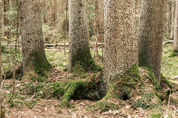 Naklejka premium tree trunk textured background in spring forest