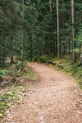 beautiful gravel road footpath in the spring forest