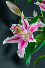 Stargazer lily in studio