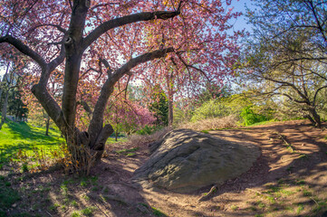 Central Park in spring