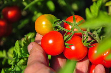 ripe tomatoes in the farmer's hand. organic products. blurred background