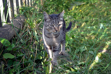 Naklejka na ściany i meble A gray tabby kitten walks in the grass in the garden.