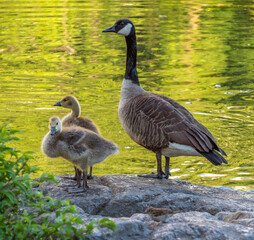 Canadian Goose in Central Park