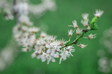 White flowers on trees, photo with shallow depth of field. A branch of a blossoming tree. Spring nature wallpaper. Flowering fruit tree