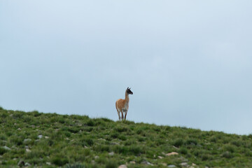 Guanaco argentino