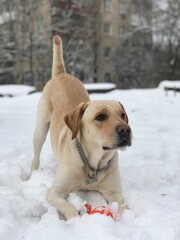 golden retriever in snow