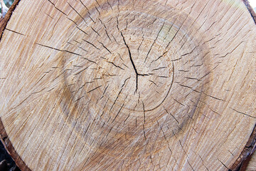 Background of a sawn birch trunk close-up